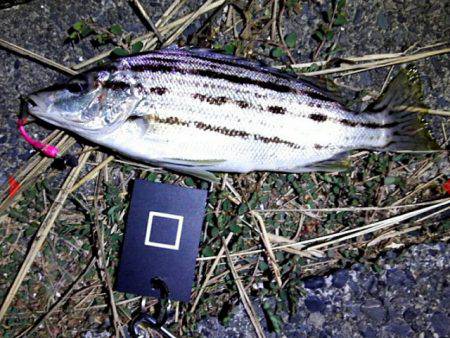 ライトゲームで多種目釣り